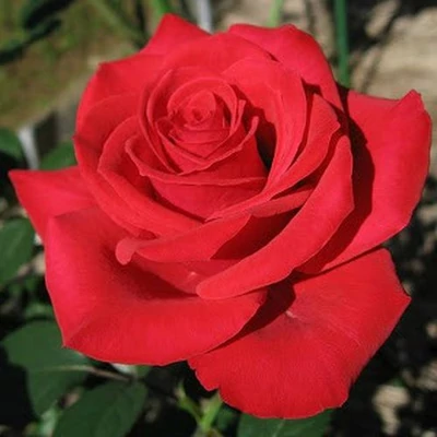 Rosa 'Red Parfum™' - vörös - climber, futó rózsa