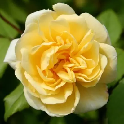 Rosa 'Auscanary' - sárga - climber, futó rózsa