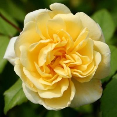 Rosa 'Auscanary' - sárga - climber, futó rózsa