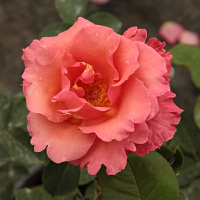 Rosa 'Sandringham Centenary™' - rózsaszín - teahibrid rózsa