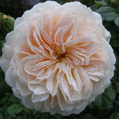 Rosa 'Crocus Rose' - fehér - angol rózsa