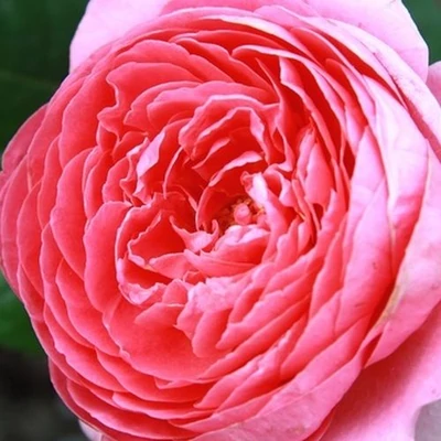 Rosa 'Amandine Chanel™' - rózsaszín - nosztalgia rózsa