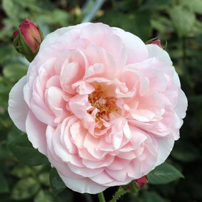 Rosa 'Sonia Rykiel™' - rózsaszín - nosztalgia rózsa