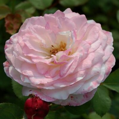 Rosa 'Eliane Gillet™' - fehér - nosztalgia rózsa