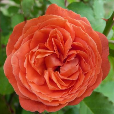 Rosa 'Emilien Guillot™' - narancssárga - nosztalgia rózsa