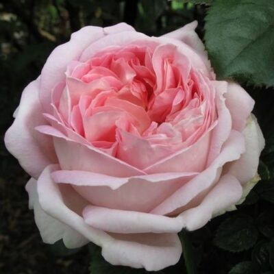 Rosa 'Myriam™' - rózsaszín - teahibrid rózsa