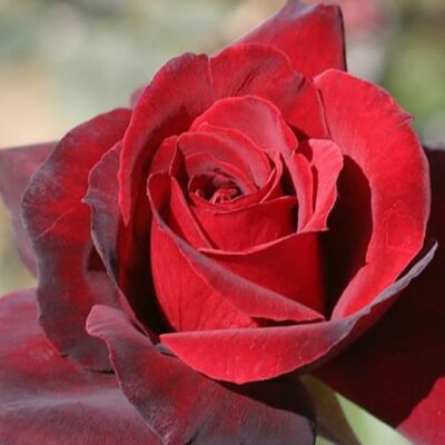 Rosa 'Oklahoma™' - vörös - teahibrid rózsa