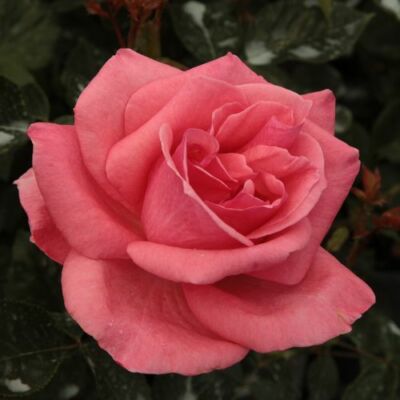 Rosa 'Sebastian Schultheis' - rózsaszín - teahibrid rózsa