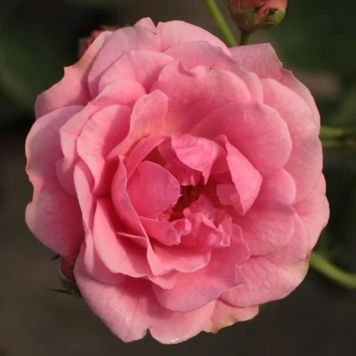 Rosa 'Elmshorn®' - rózsaszín - parkrózsa