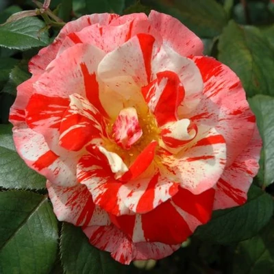 Rosa 'City of Carlsbad™' - narancssárga - fehér - virágágyi floribunda rózsa