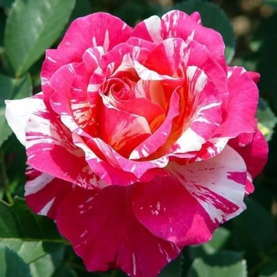 Rosa 'Delstrobla' - rózsaszín - fehér - virágágyi floribunda rózsa