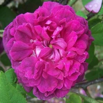 Rosa 'Indigo' - lila - rózsaszín - történelmi - portland rózsa