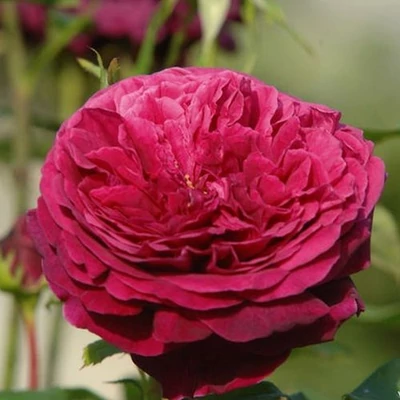 Rosa 'Ausvelvet' - vörös - angol rózsa