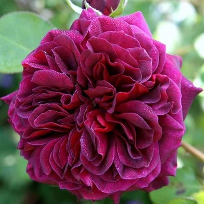 Rosa 'Tradescant' - lila - climber, futó rózsa