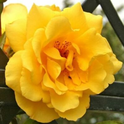 Rosa 'Golden Gate ®' - sárga - climber, futó rózsa