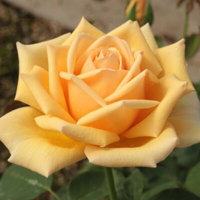 Rosa 'Valencia ®' - sárga - teahibrid rózsa