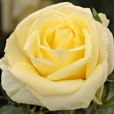 Rosa 'Limona'® (syn.: 'Korsulas') - Teahibrid rózsa (sárga)