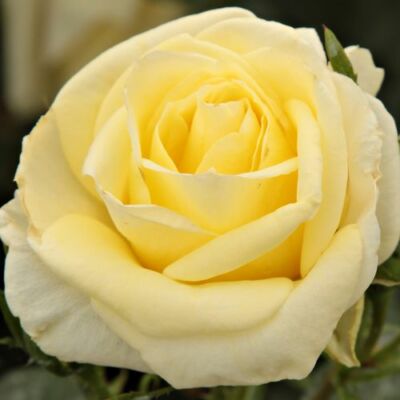 Rosa 'Limona ®' - sárga - teahibrid rózsa