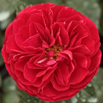 Rosa 'Bordeaux®' - vörös - virágágyi floribunda rózsa