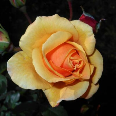 Rosa 'Postillion ®' - sárga - parkrózsa