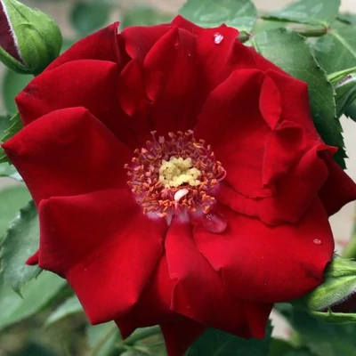 Rosa 'Roter Korsar ®' - vörös - parkrózsa