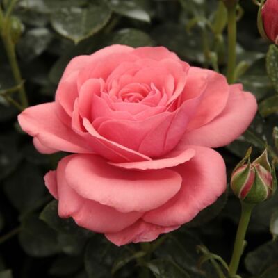 Rosa 'Elaine Paige™' - rózsaszín - teahibrid rózsa