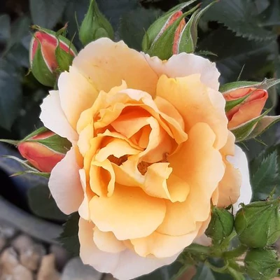 Rosa 'Fleur™' - narancssárga - törpe - mini rózsa