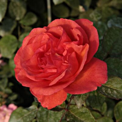 Rosa 'Jaipur™' - narancssárga - törpe - mini rózsa