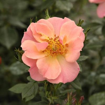 Rosa 'Rift™' - rózsaszín - talajtakaró rózsa