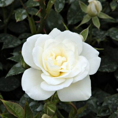 Rosa 'Kent Cover ®' - fehér - talajtakaró rózsa