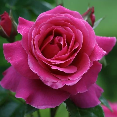 Rosa 'Naomi™' - rózsaszín - nosztalgia rózsa