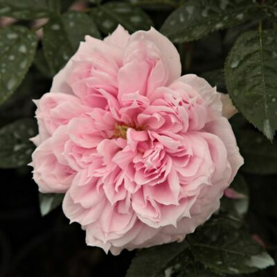 Rosa 'Schöne Maid®' - rózsaszín - nosztalgia rózsa