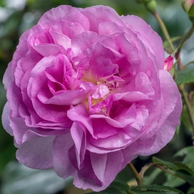 Rosa 'Starlet®-Rose Melina®' - lila - climber, futó rózsa