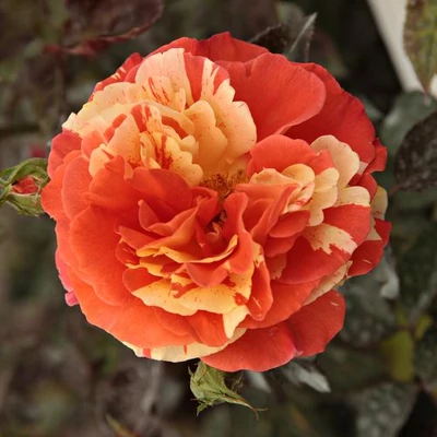 Rosa 'Papagena™' - sárga - narancssárga - virágágyi floribunda rózsa