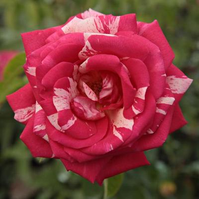 Rosa 'Papageno™' - rózsaszín - fehér - virágágyi floribunda rózsa