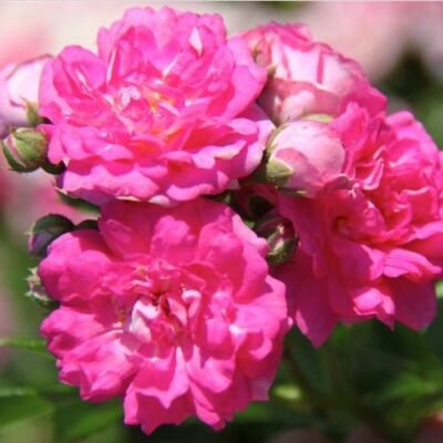 Rosa 'Superb Dorothy' - rózsaszín - rambler, kúszó rózsa