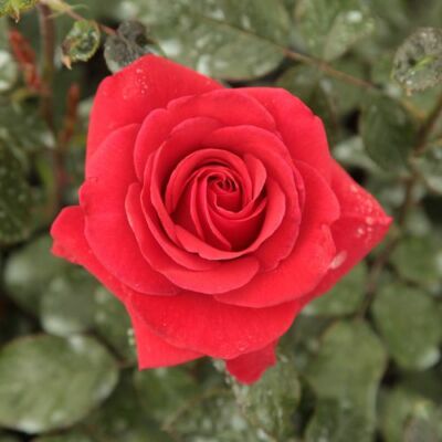 Rosa 'Corrida™' - vörös - teahibrid rózsa