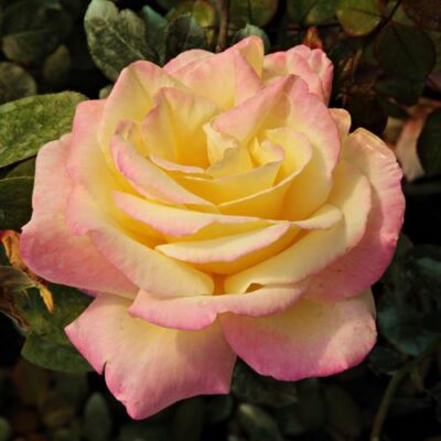 Rosa 'Horticolor™' - sárga - rózsaszín - teahibrid rózsa