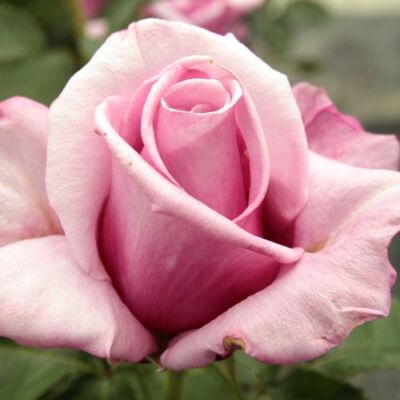 Rosa 'Barbra Streisand™' - rózsaszín - teahibrid rózsa