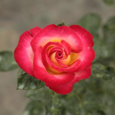 Rosa 'Dick Clark™' - sárga - vörös - virágágyi grandiflora - floribunda rózsa