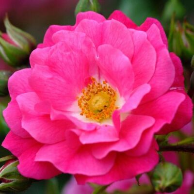 Rosa 'Noatraum' - rózsaszín - talajtakaró rózsa