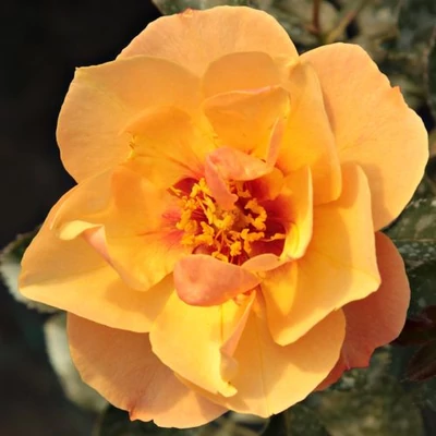 Rosa 'Persian Sun™' - narancssárga - virágágyi floribunda rózsa