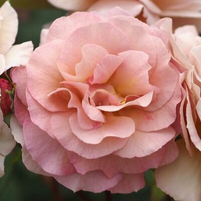 Rosa 'Spiced Coffee™' - rózsaszín - teahibrid rózsa