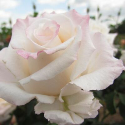 Rosa 'Anniversary Waltz™' - fehér - teahibrid rózsa