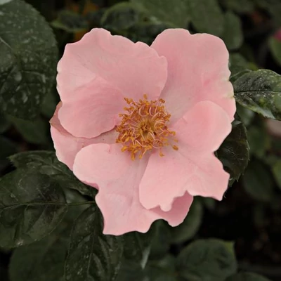 Rosa 'Fáy Aladár' - narancssárga - rózsaszín - parkrózsa