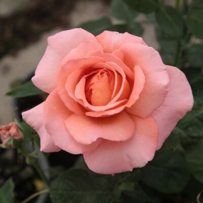 Rosa 'Törökbálint' - rózsaszín - teahibrid rózsa