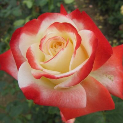 Rosa 'Impératrice Farah™' - fehér - vörös - teahibrid rózsa