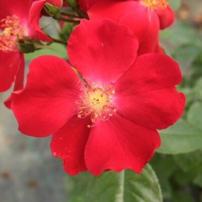 Rosa 'Heilige Bilhildis' - vörös - virágágyi floribunda rózsa