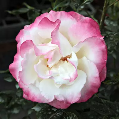 Rosa 'Mami' - fehér - parkrózsa