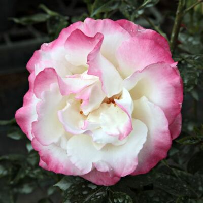Rosa 'Mami' - fehér - parkrózsa